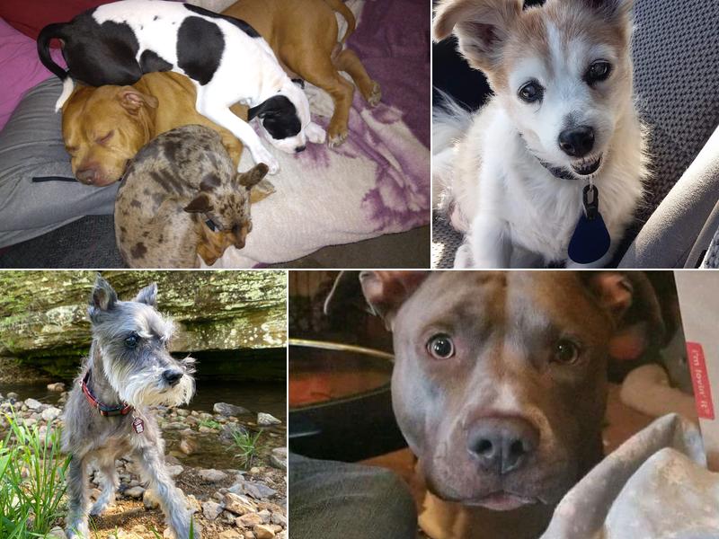 Brown Veterinary Clinic