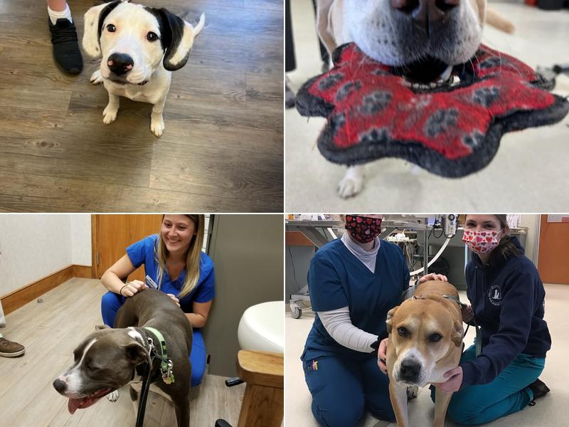 Broadview Animal Hospital: Gajewski Cathy F DVM