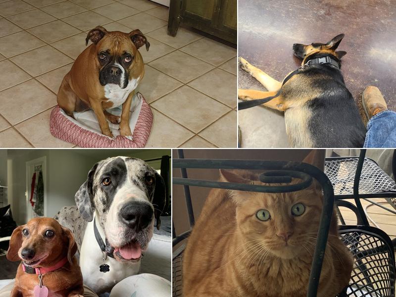 Rach Veterinary Clinic