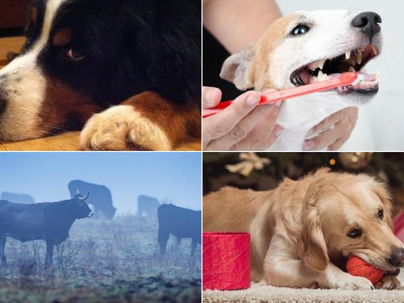 Troy & Wentzville Veterinary: Castelli K DVM