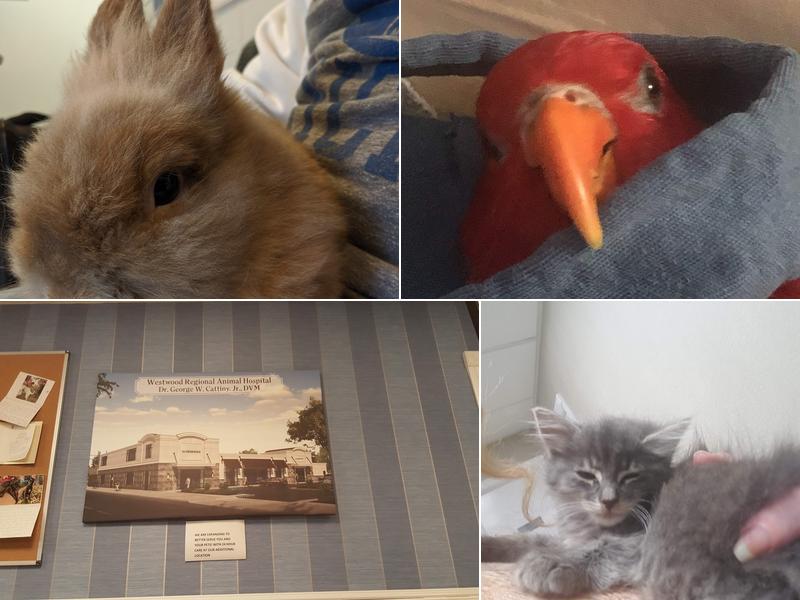 Dr. George Cattiny Jr. DVM, MS