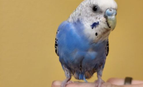 Hill Jennifer DVM Helena