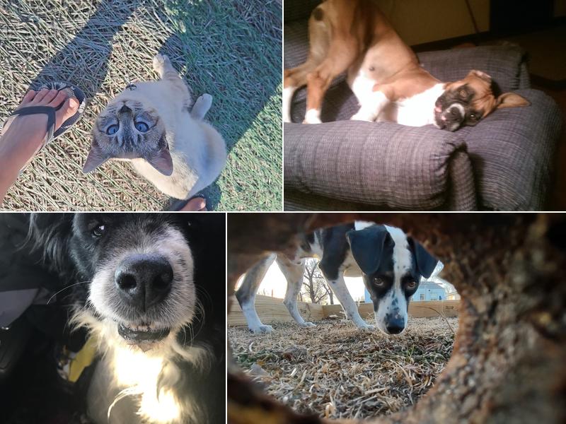 Ripple & Liebl Veterinary Hospital