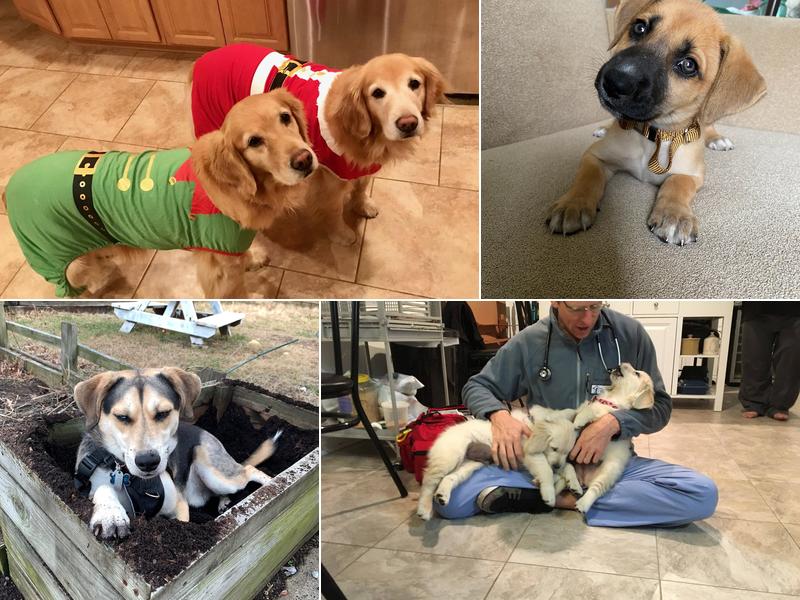 In Home Veterinary Care