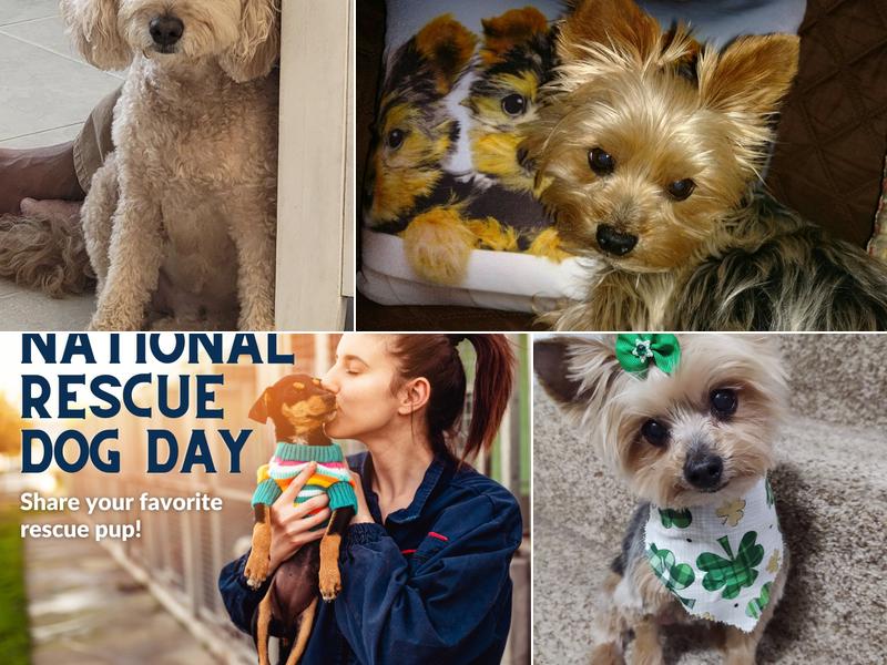 Signal Hill Animal Clinic