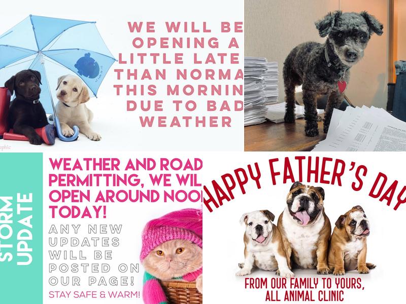 All Animal Clinic: Longovia Rebecca DVM