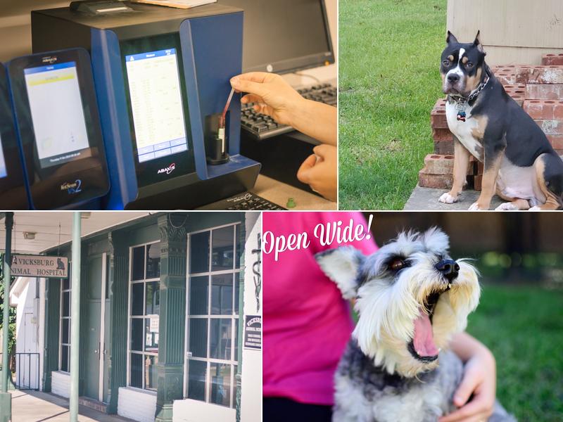 Vicksburg Animal Hospital