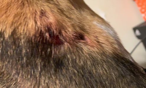 King Laura DVM Ocean Springs