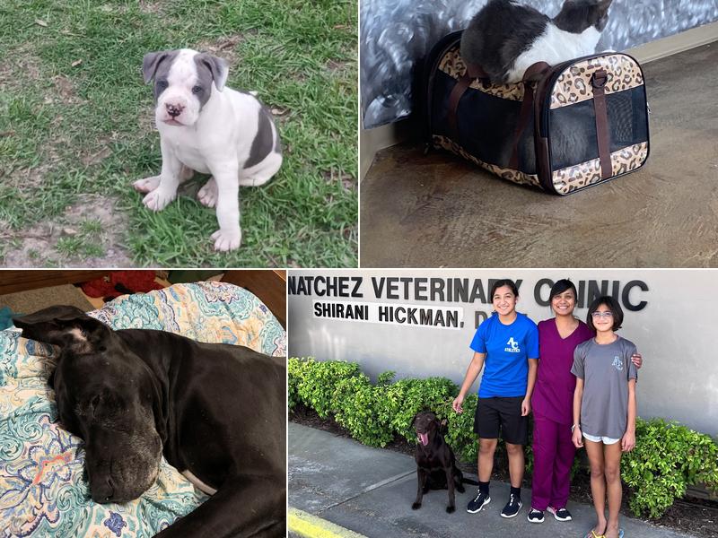 Natchez Veterinary Clinic