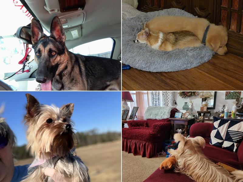 Veterinary Associates