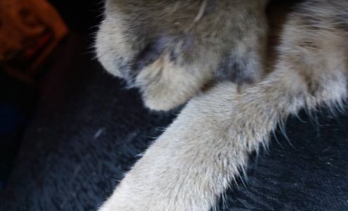 Watson, Dianne S DVM - Brookhaven Animal Hospital Brookhaven