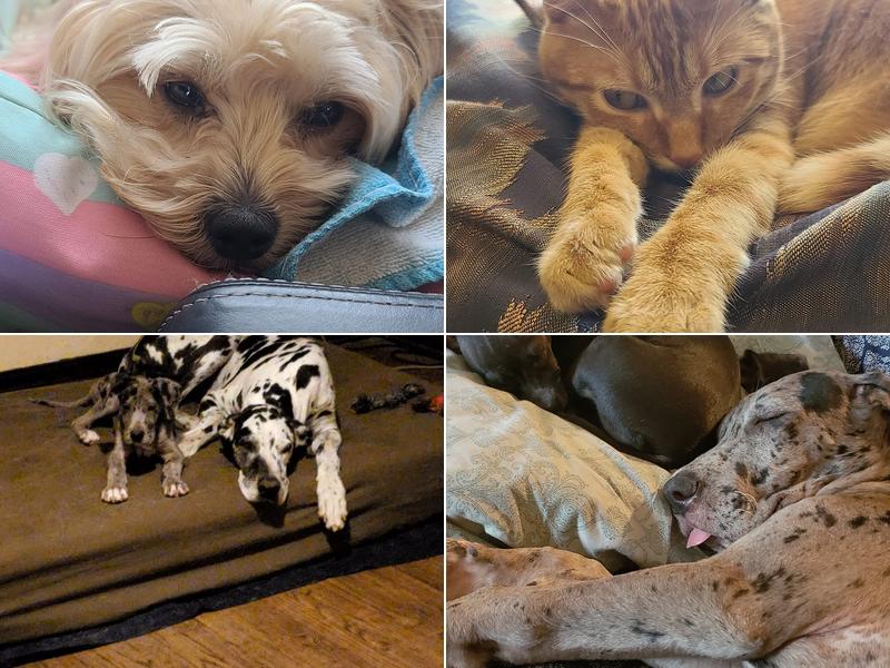 Veterinary Medical Associates