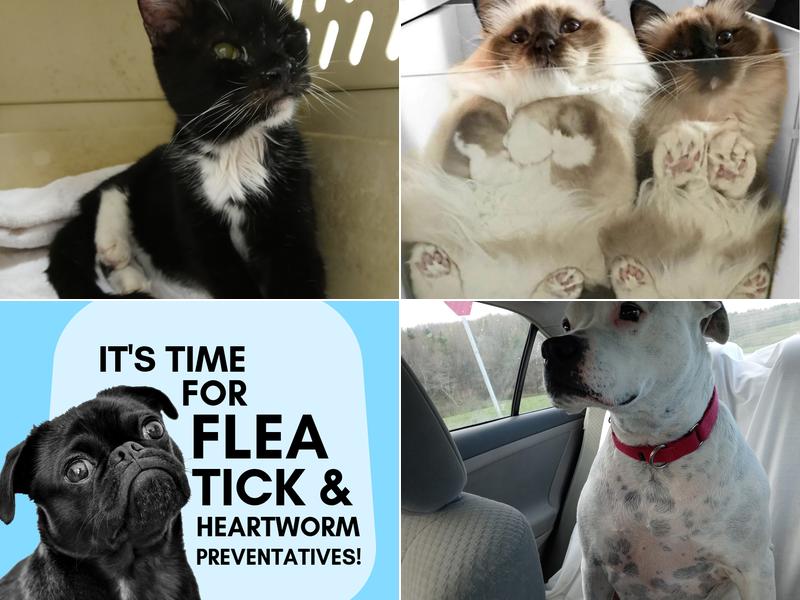 Noah's Ark Animal Complex