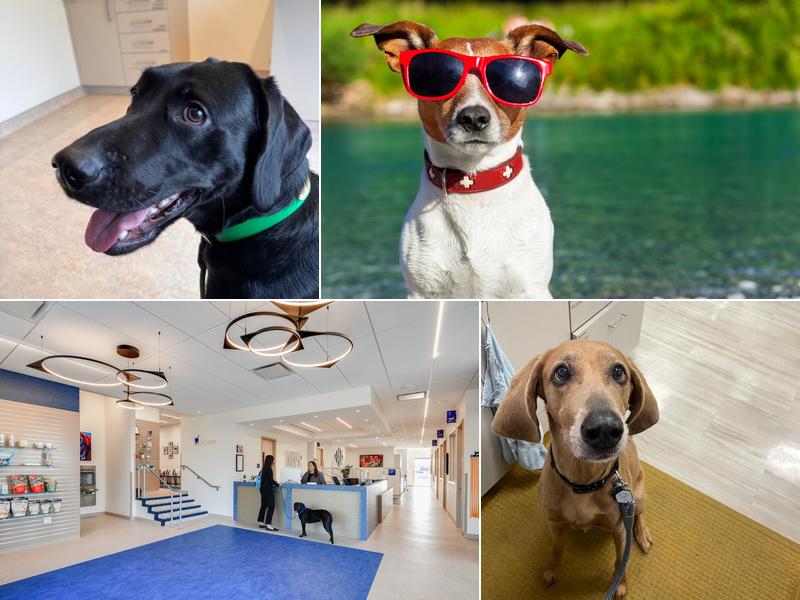 Mainstay Veterinary Practice