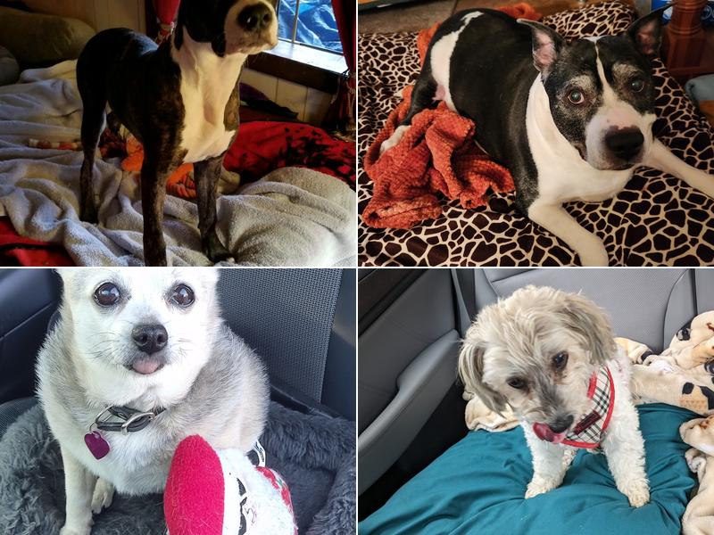 New Market Veterinary Clinic