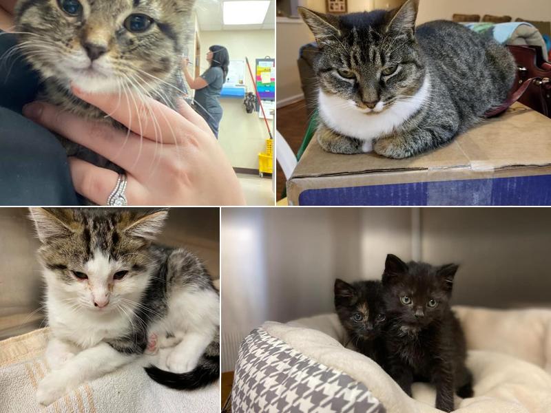 Mountainview Veterinary Services