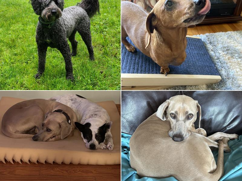 Lyme Veterinary Hospital