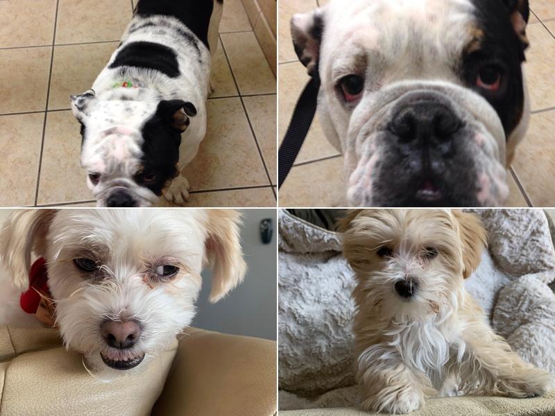 Valley Ranch Animal Hospital