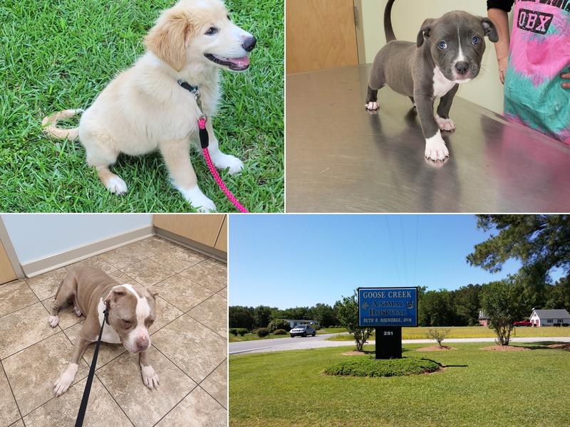 Goose Creek Animal Hospital