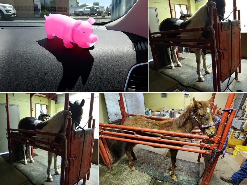 Ritzville Veterinary Clinic