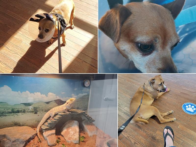 Layfield Veterinary Services - Pocomoke Branch