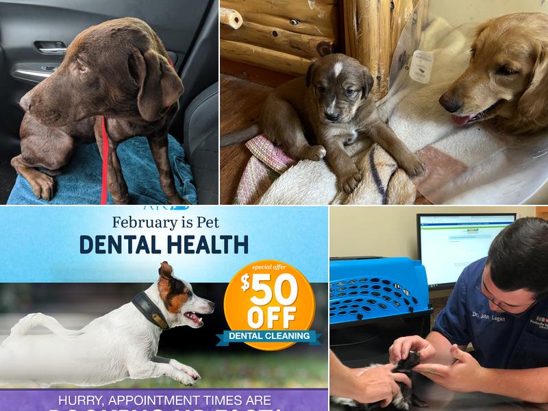 Panhandle Veterinary Services