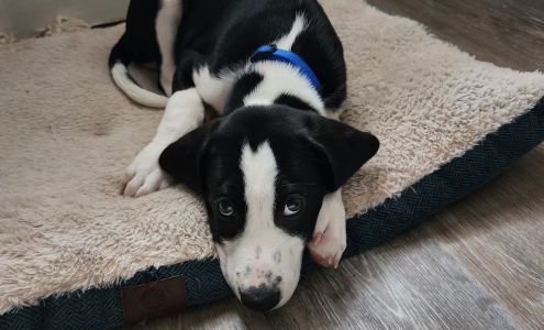 Spencer Creek Veterinary Clinic Mount Sterling