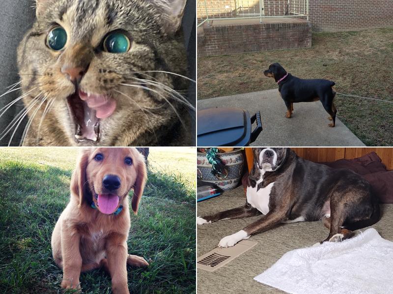 Montgomery Veterinary Clinic: Dr. John MacDonald