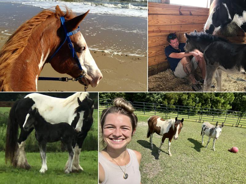 Coastal Equine Veterinary Services