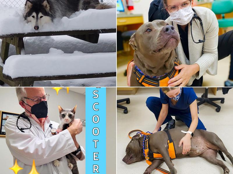 Hassell Darlene K DVM