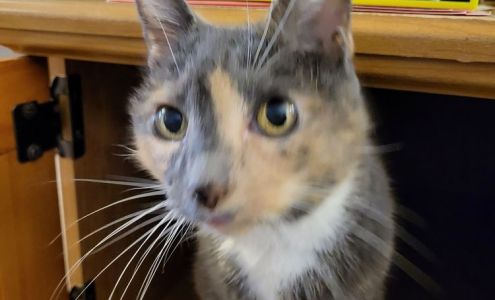 Feline Medical Center: Hirschberger Scott DVM Lincroft