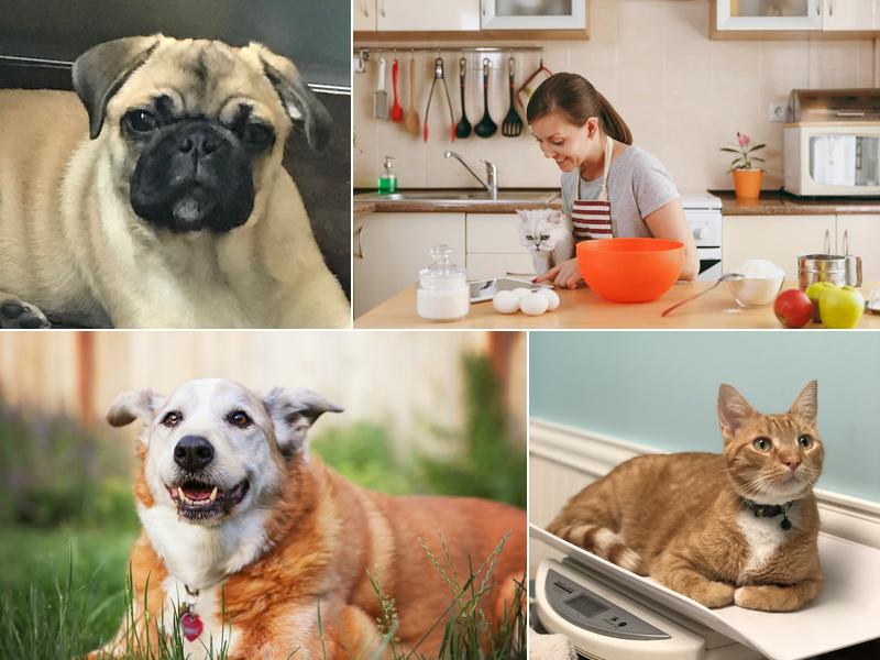 Marine Park Veterinary Group