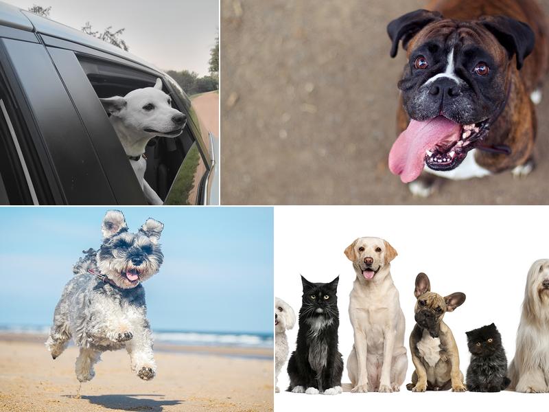 Anthony Veterinary Clinic