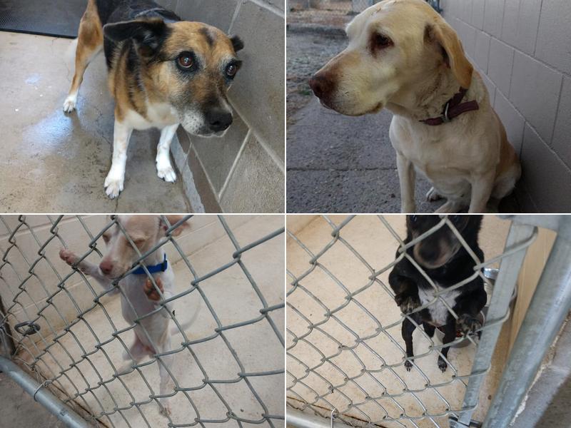 Flatwater Veterinary Services