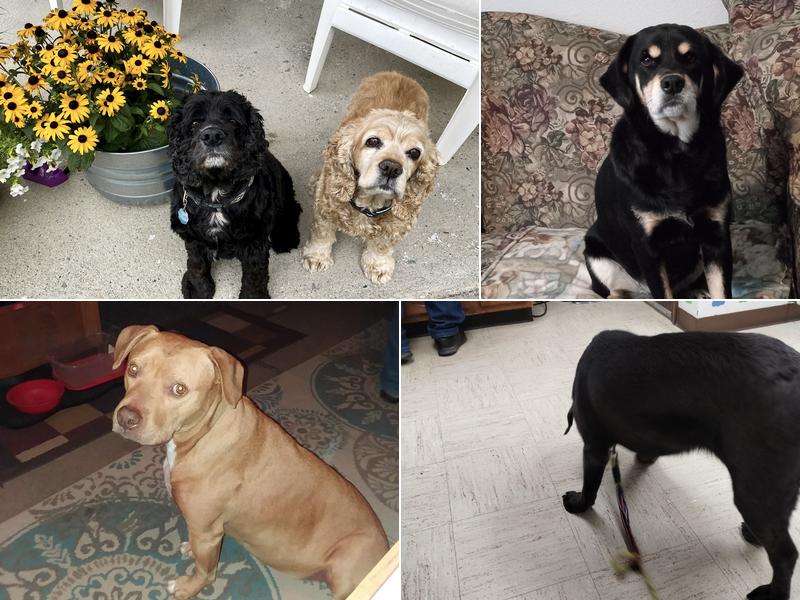 Riverbend Veterinary Hospital