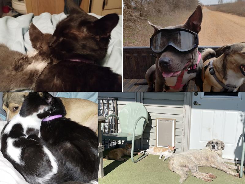 Angel Ridge Veterinary Service