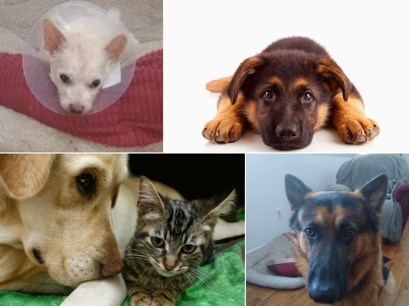 Manahawkin Veterinary Hospital