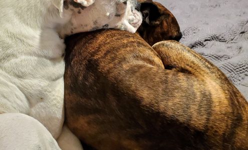 Prague Veterinary Clinic, Dr. Kolar Prague