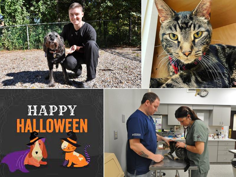 Community Animal Hospital: Bank Sheila DVM