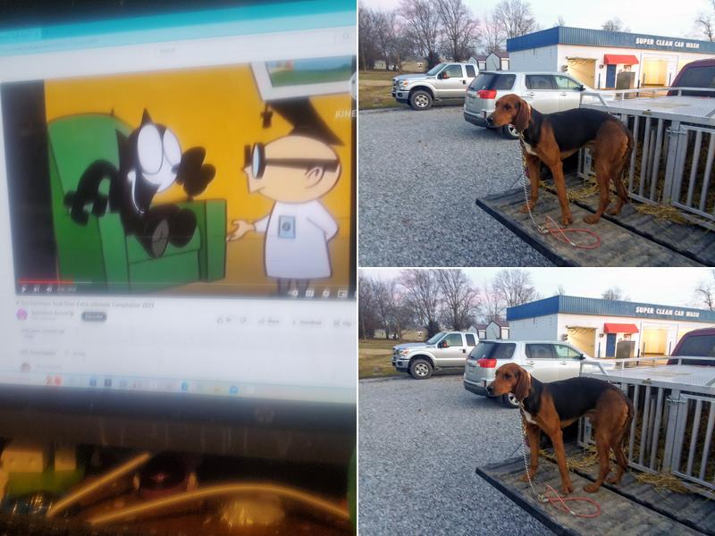 St Ledger Donald W Dvm-Res