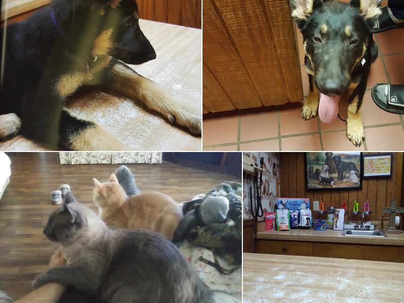 County Animal Clinic