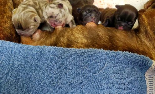 Walking On the Moon Animal Hospital 1400 Conecuh Ave W, Union Springs Alabama 36089