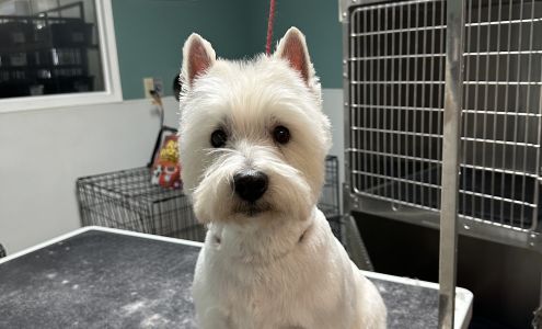 Bay Pines Veterinary Clinic