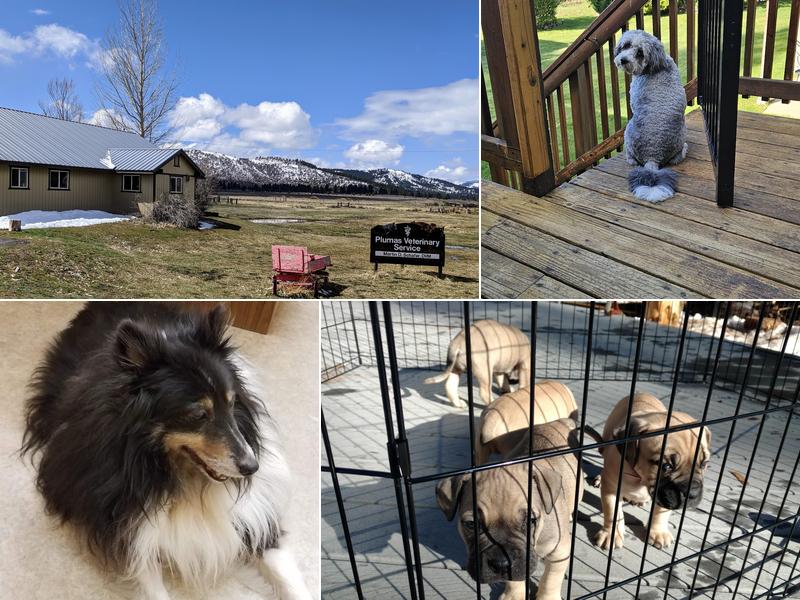 Plumas Veterinary Services