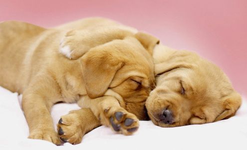 Sheffield Veterinary Hospital London