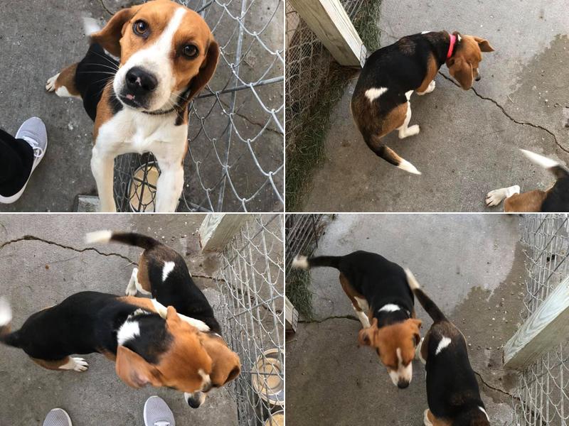 Seneca Veterinary Clinic