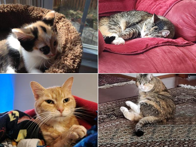 Bay Hills Animal Hospital