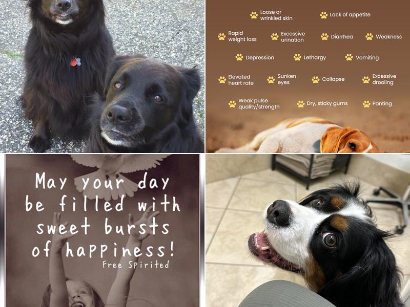 Companions Animal Hospital