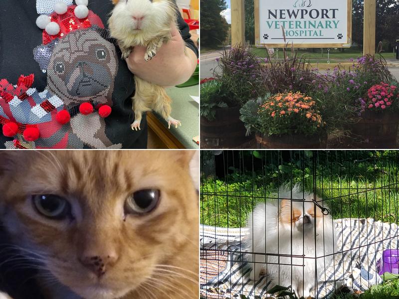 Newport Veterinary Hospital