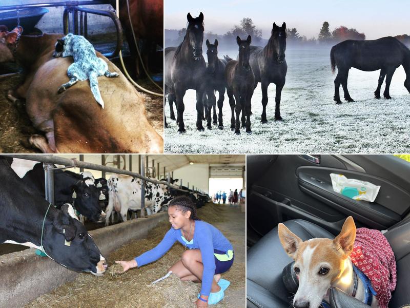 Cold Hollow Veterinary Services